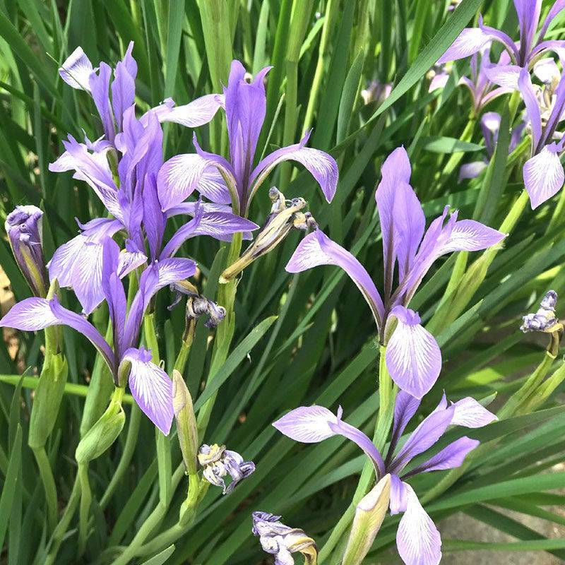 马兰花种子马莲花蝴蝶花马蔺四季播种矮生蓝色多年生