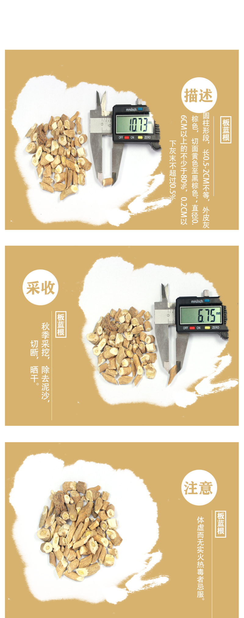 板蓝根靛青根,蓝靛根大蓝根大青根板蓝根