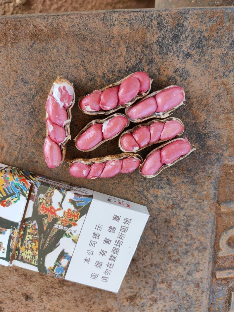 【精品花生】河南开封鲜花生，超市，电商，各大市场供货
