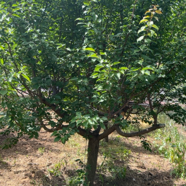 山西红梅基地，12-15公分红梅树，杏红梅