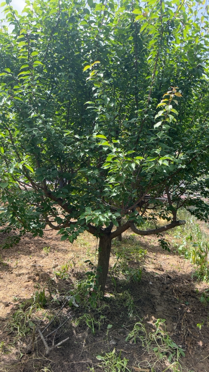 山西红梅基地，12-15公分红梅树，杏红梅
