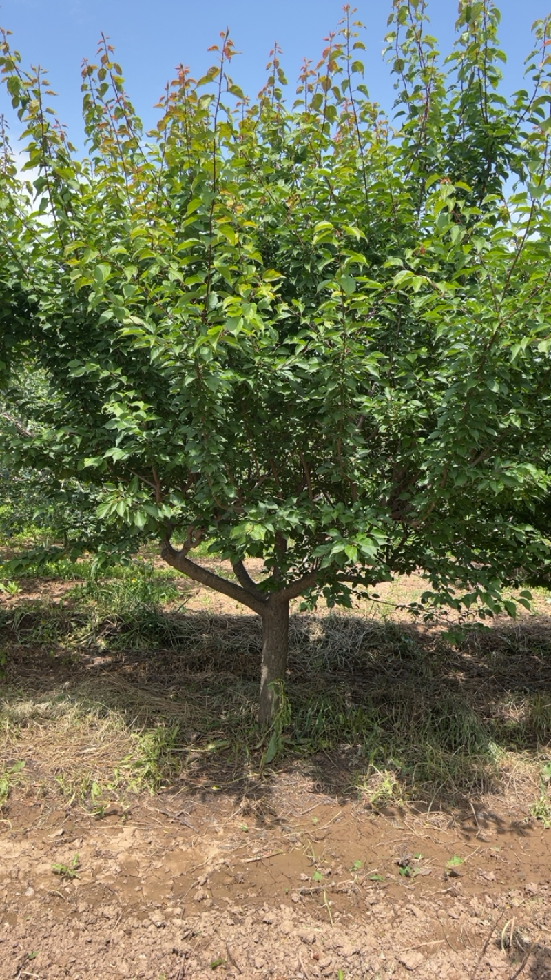 山西红梅基地，12-15公分红梅树，杏红梅
