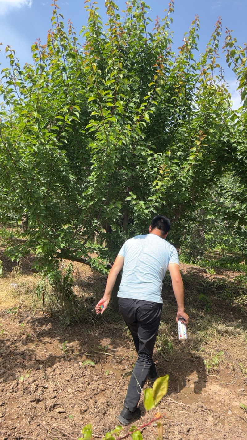 山西红梅基地，12-15公分红梅树，杏红梅