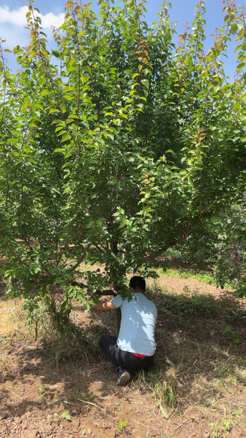 山西红梅基地，12-15公分红梅树，杏红梅