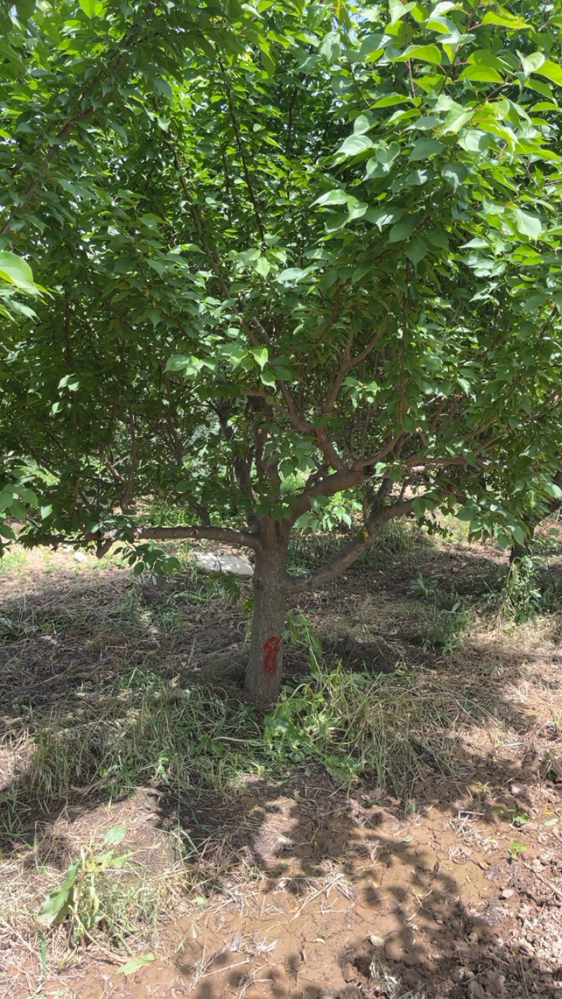 山西红梅基地，12-15公分红梅树，杏红梅