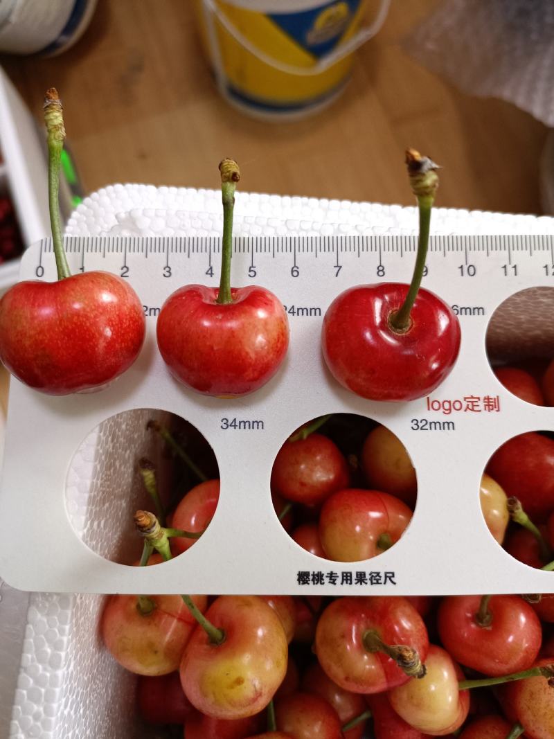 矮化樱桃树苗美早樱桃苗批发一公分樱桃嫁接苗