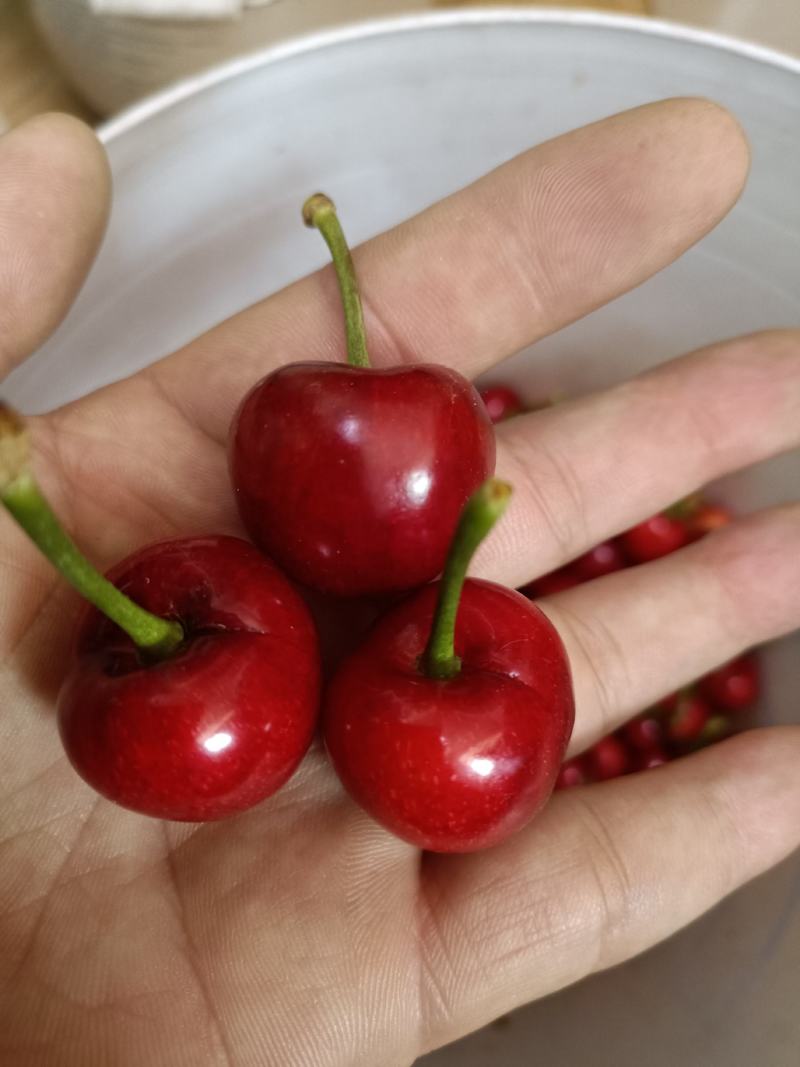 矮化樱桃树苗美早樱桃苗批发一公分樱桃嫁接苗