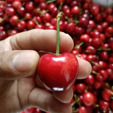 矮化樱桃树苗美早樱桃苗批发一公分樱桃嫁接苗