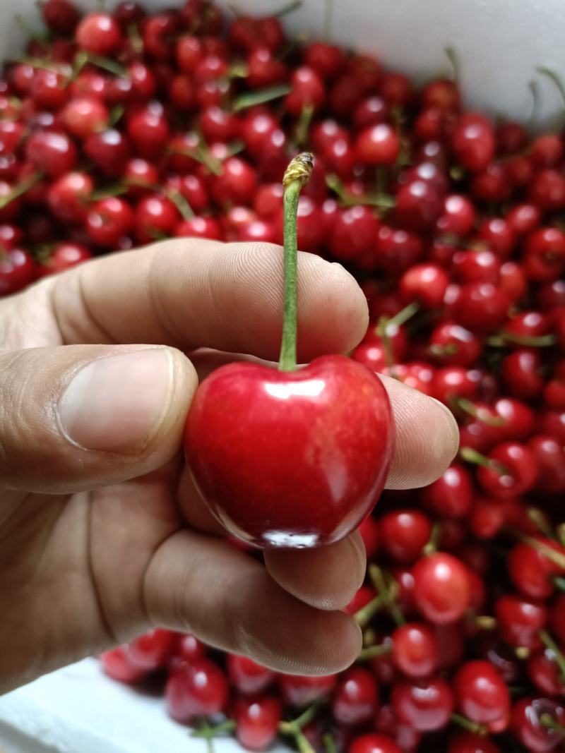 矮化樱桃树苗美早樱桃苗批发一公分樱桃嫁接苗