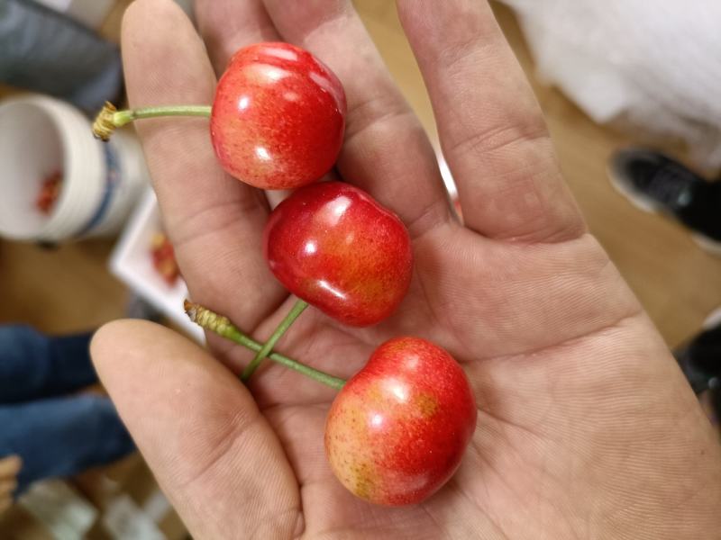 矮化樱桃树苗美早樱桃苗批发一公分樱桃嫁接苗