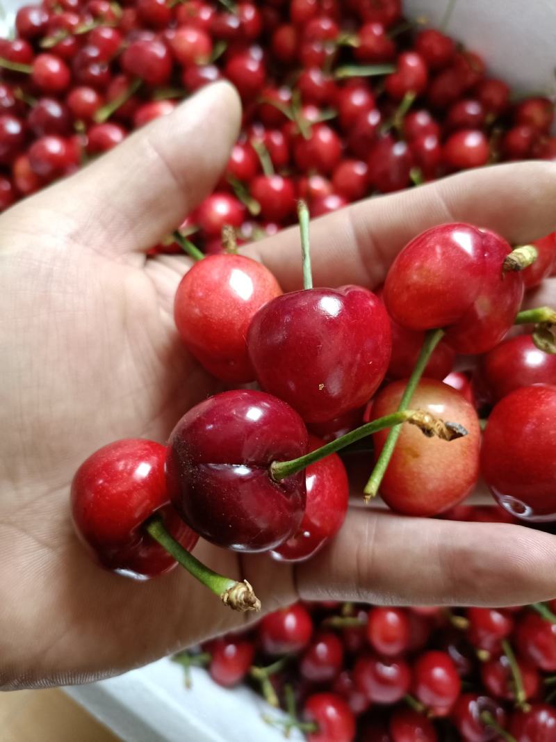 矮化樱桃树苗美早樱桃苗批发一公分樱桃嫁接苗