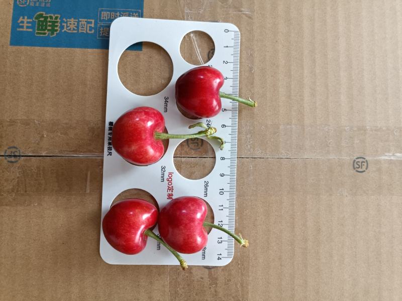 矮化樱桃树苗美早樱桃苗批发一公分樱桃嫁接苗