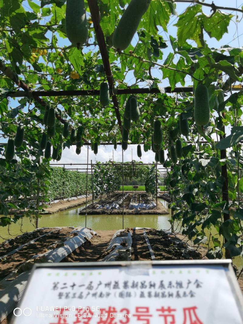 水果节瓜玉玲珑3号节瓜种子可生吃的高档节瓜新品种