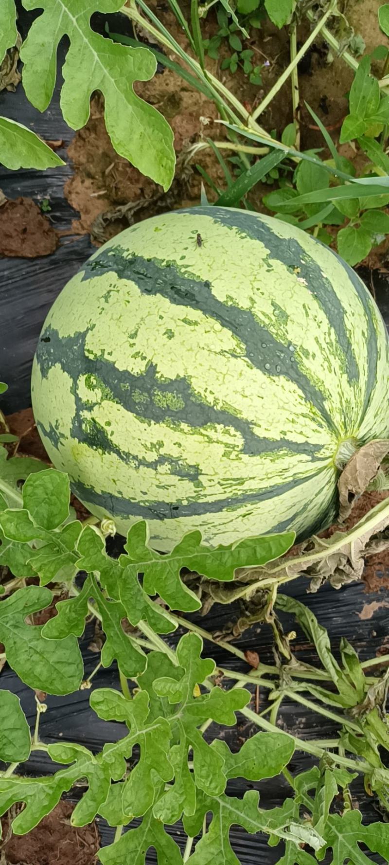 西瓜嫁接苗产地直销，常年供应，质量保证价格从优，代育加工