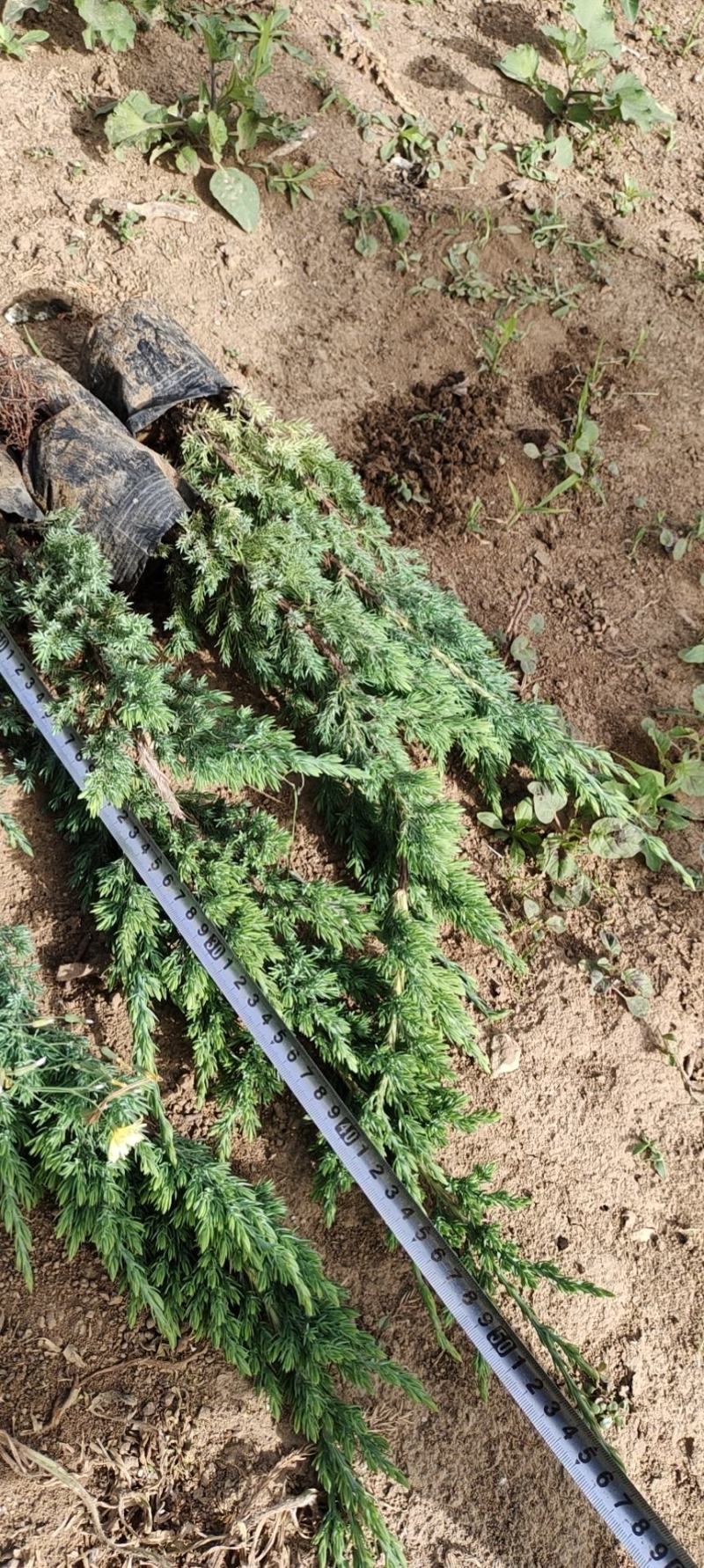 铺地柏，多种规格，苗圃直发价格低质量好，欢迎采购