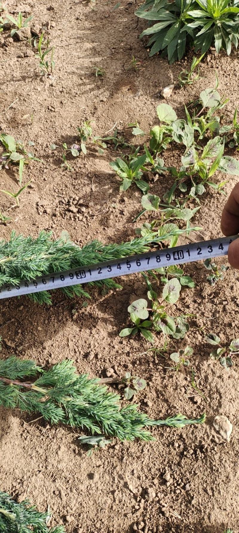 铺地柏，多种规格，苗圃直发价格低质量好，欢迎采购