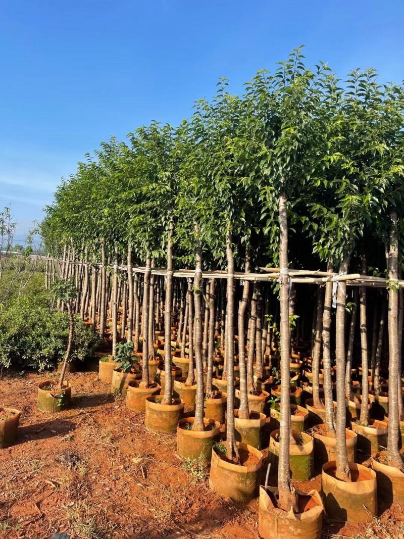 5公分苗冬樱截杆翻袋一年苗，叶水好，树形好，大星有货出售
