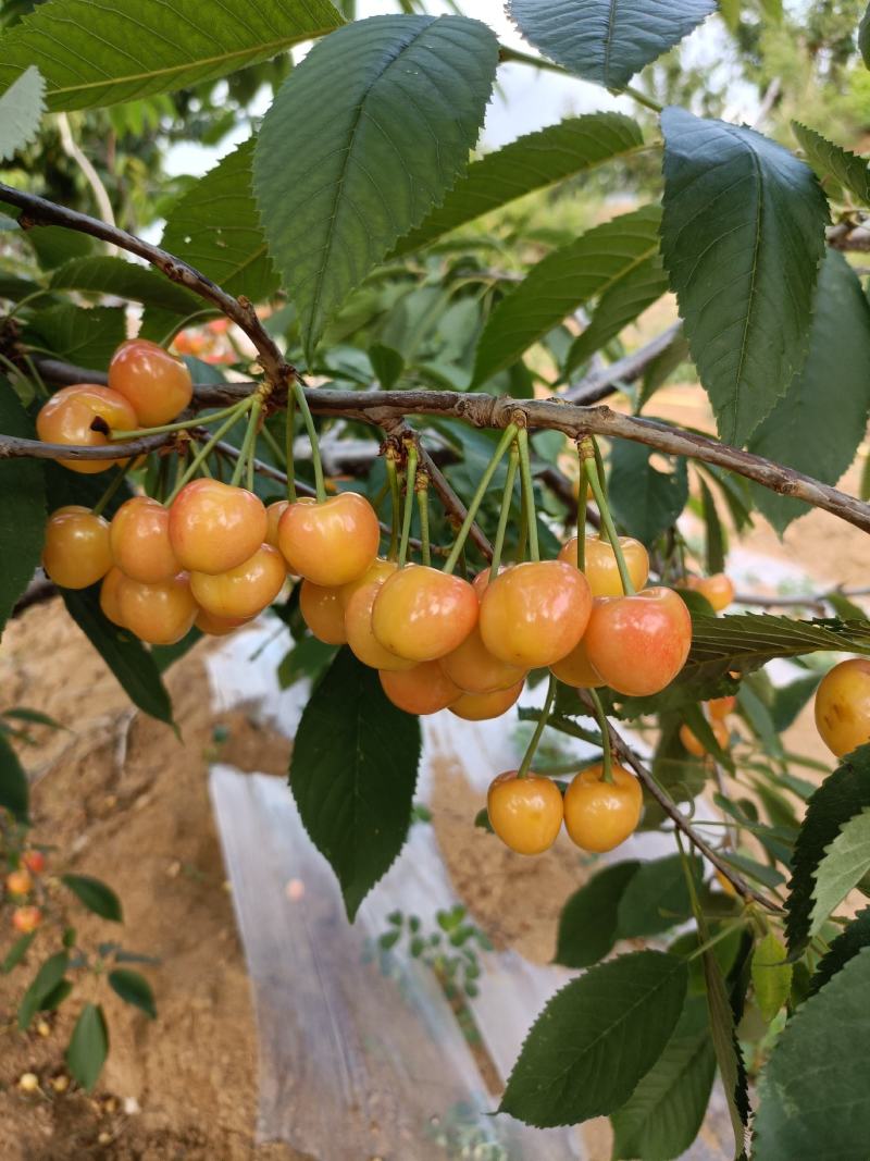 矮化樱桃树苗美早樱桃苗批发一公分樱桃嫁接苗