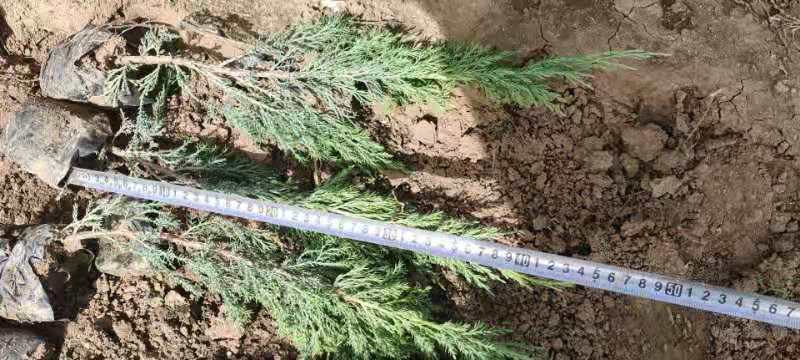 沙地柏不同规格价格低苗圃直发欢迎询价