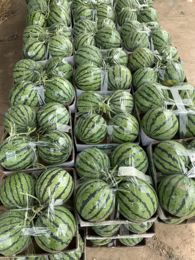 【西瓜】夏邑精品美都西瓜大量上市现摘现发皮薄多汁