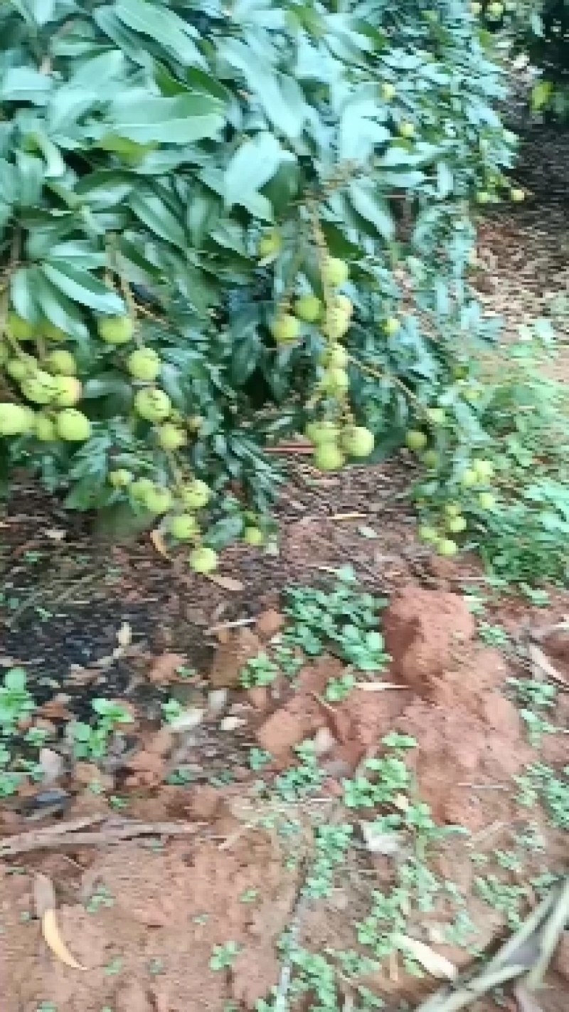 荔枝