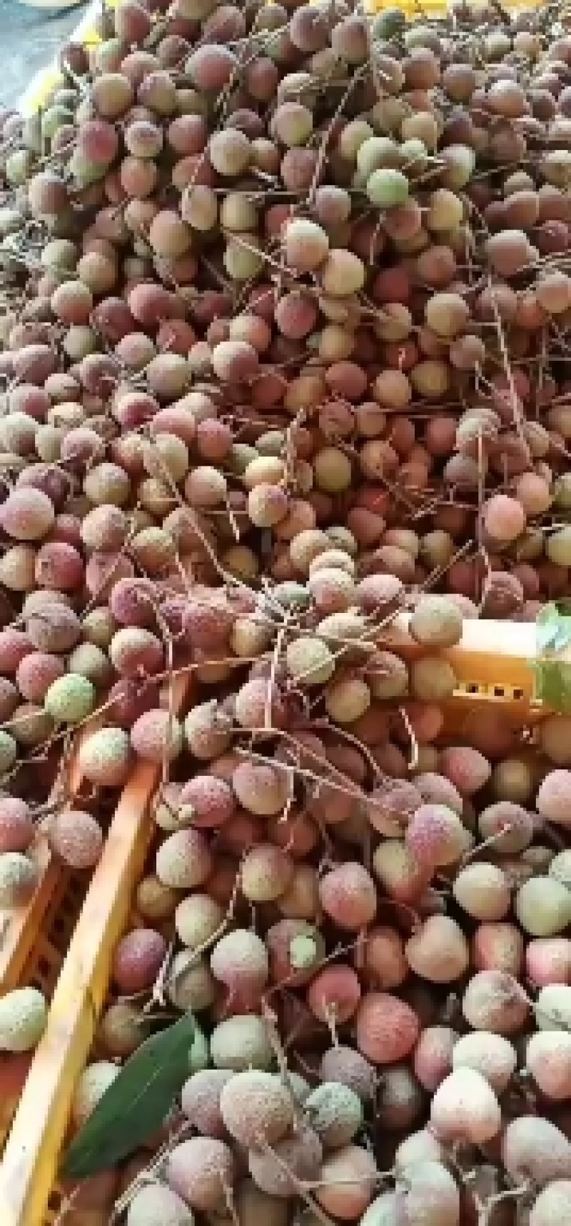 荔枝