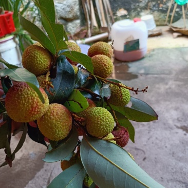 荔枝