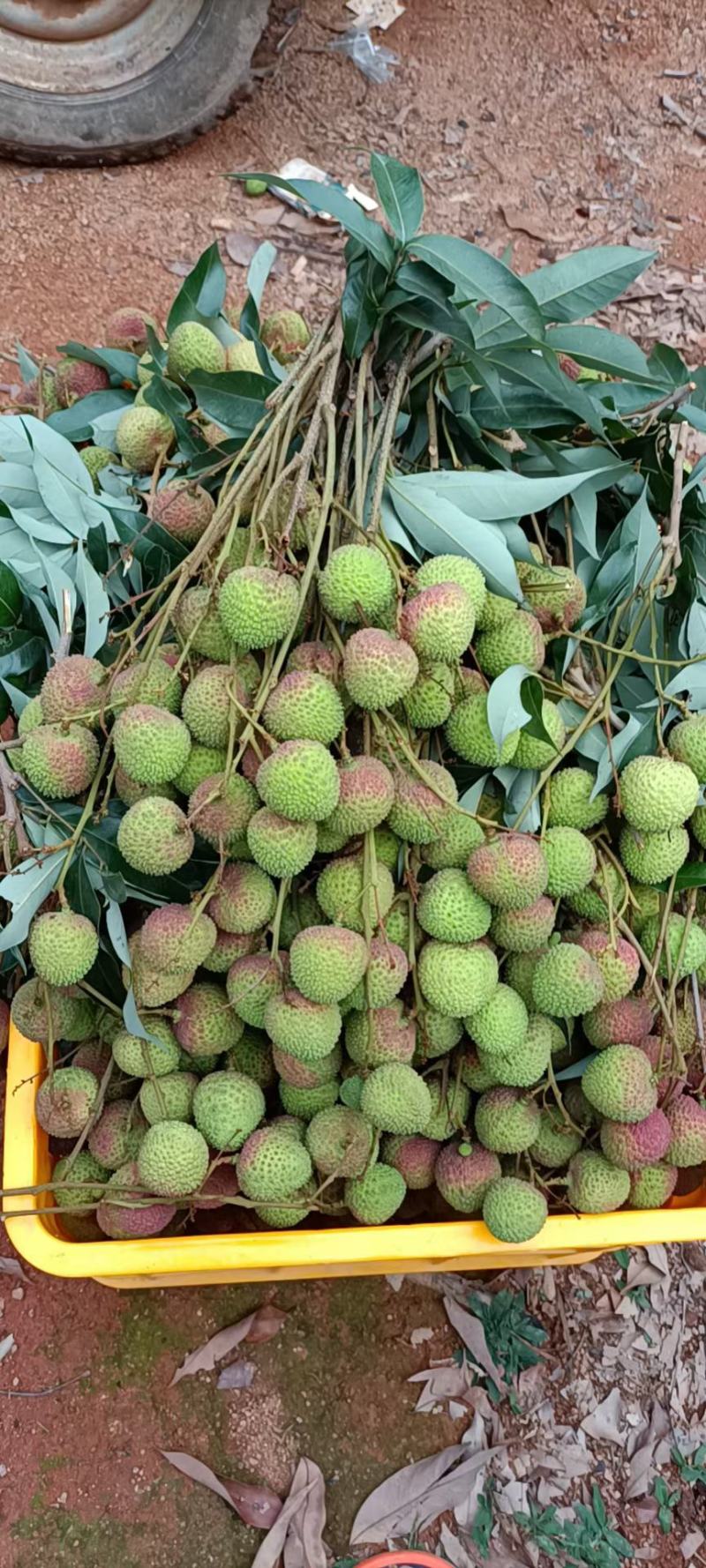 荔枝