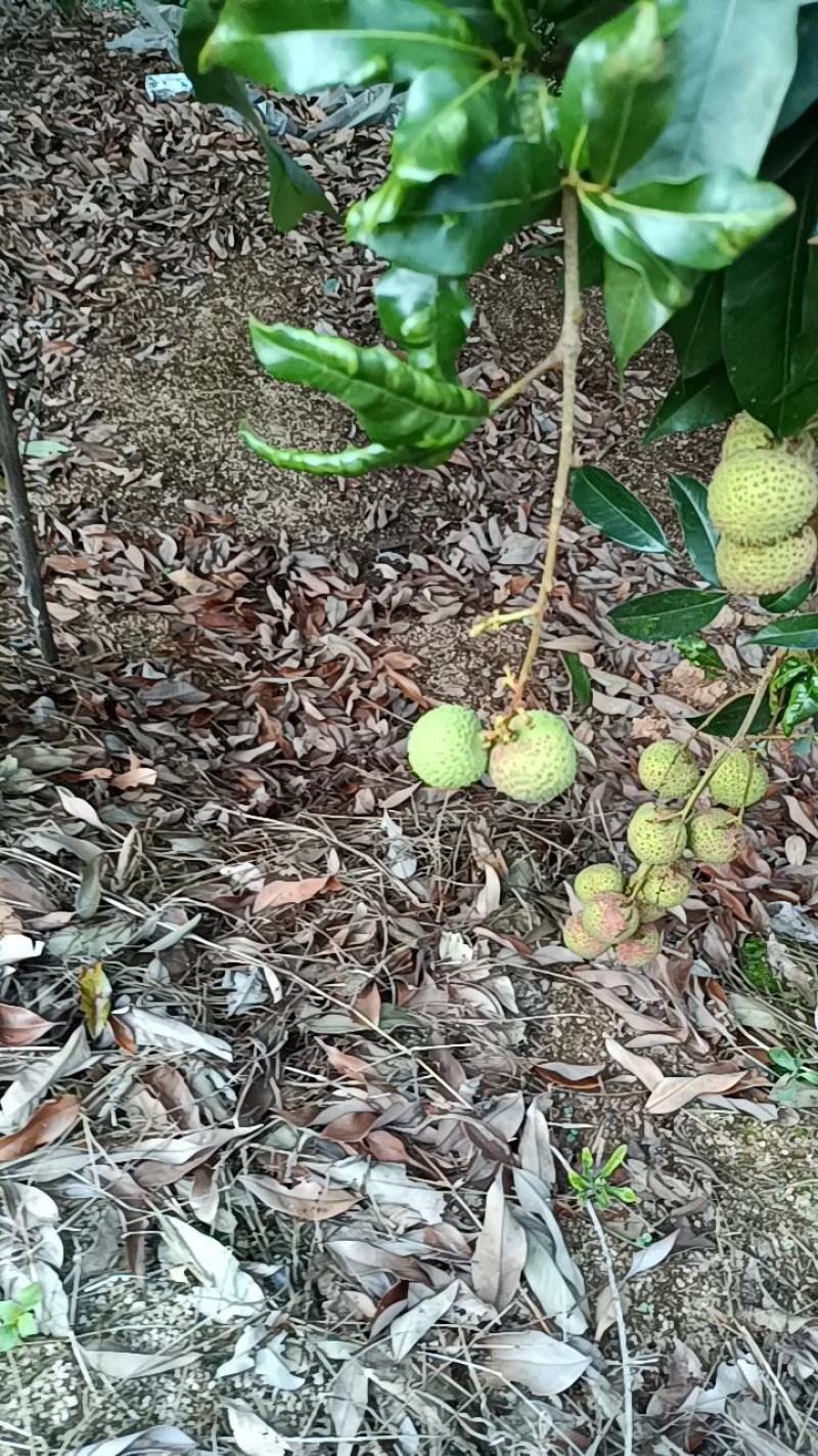 荔枝