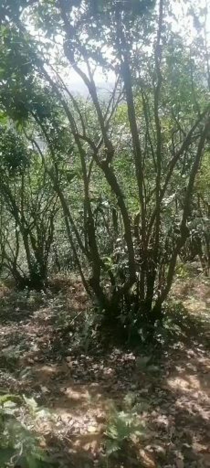 正宗的百年老树山茶油传统的压榨方法欢迎光临！