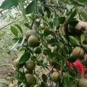 正宗的百年老树山茶油传统的压榨方法欢迎光临！