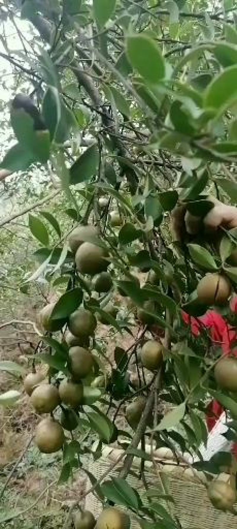 正宗的百年老树山茶油传统的压榨方法欢迎光临！