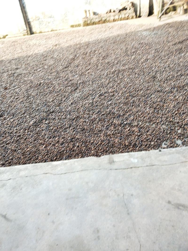 正宗的百年老树山茶油传统的压榨方法欢迎光临！