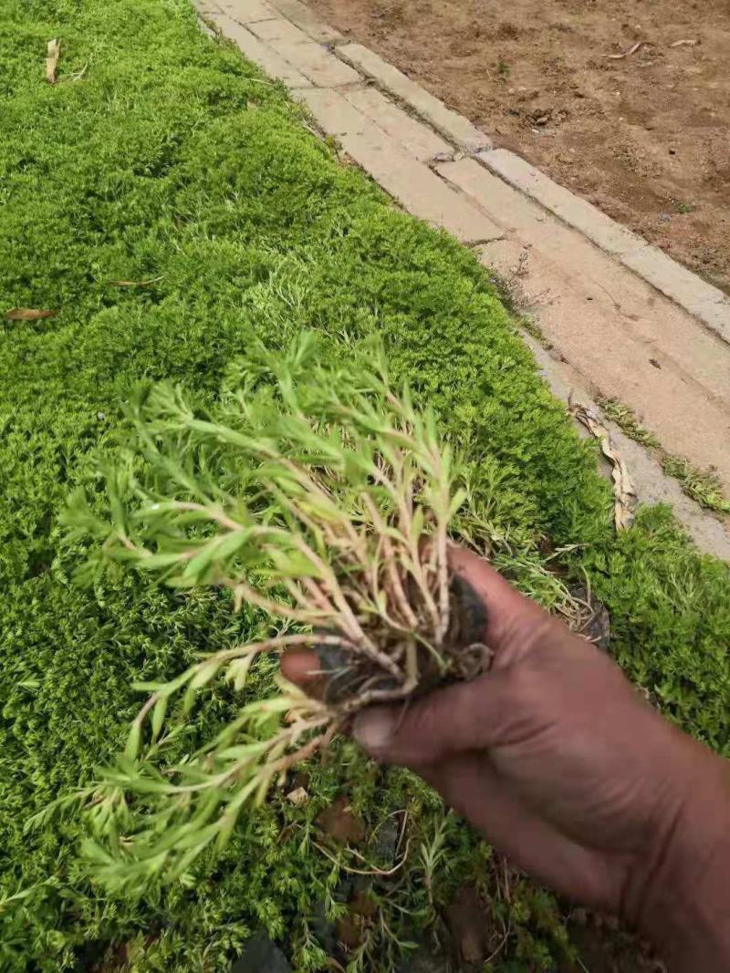 垂盆草大小杯都有，苗圃直发价格低质量好欢迎采购