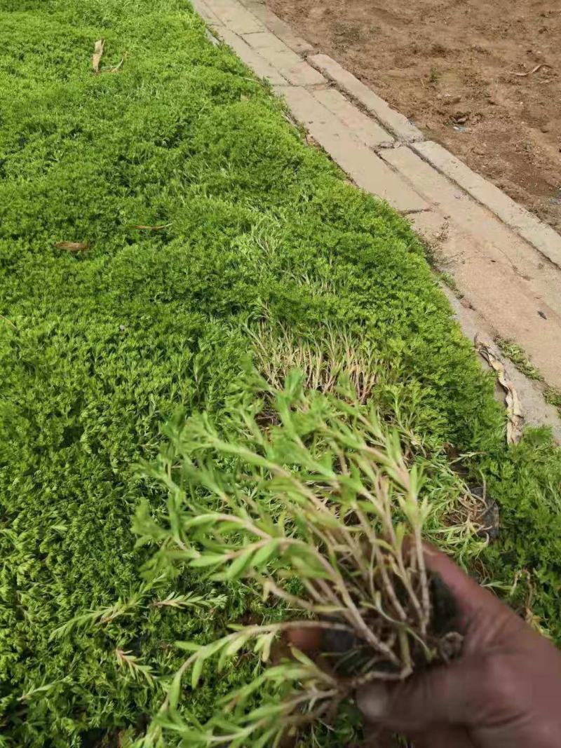 垂盆草大小杯都有，苗圃直发价格低质量好欢迎采购