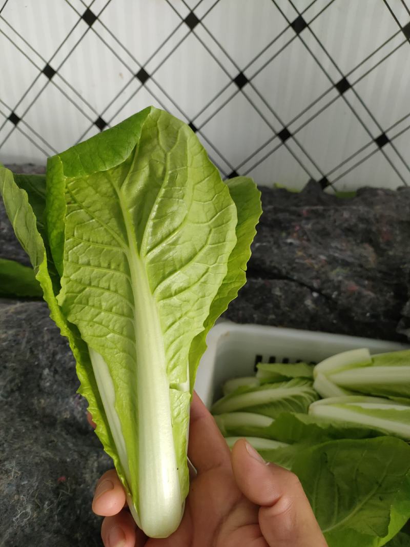 【奶白菜】曹县快菜，对接全国，包装上车一条龙服务现挖现发