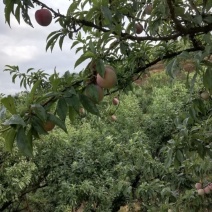 盛夏的果实、舌尖上的美味—金庭桃形李开始上市了，一箱五斤