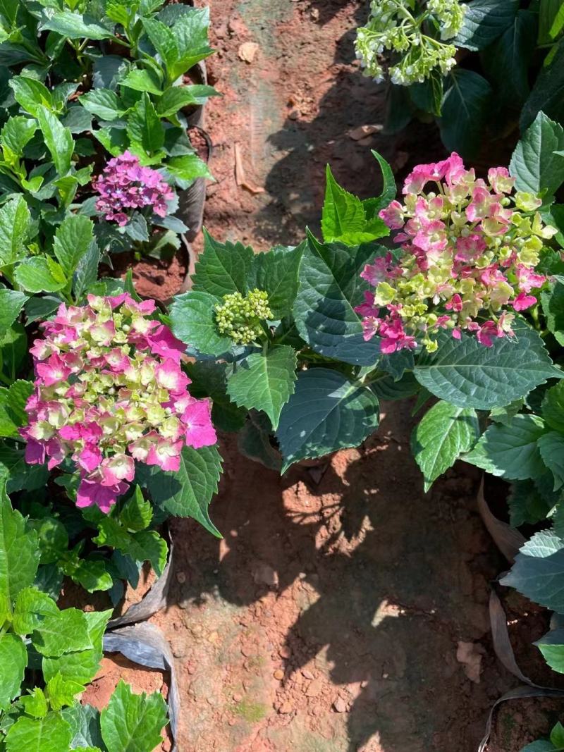 绣球八仙花苗圃直发多色，需要的欢迎询价