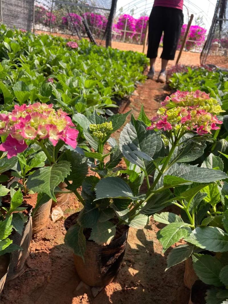绣球八仙花苗圃直发多色，需要的欢迎询价