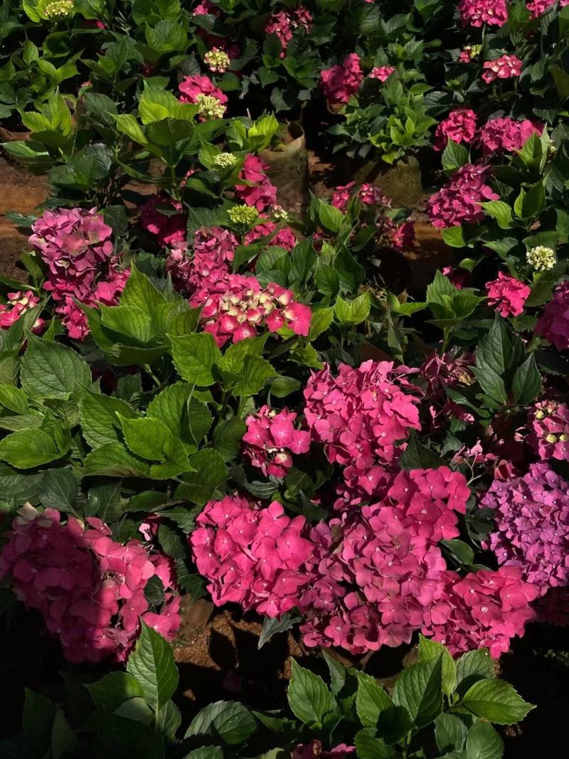 绣球八仙花苗圃直发多色，需要的欢迎询价