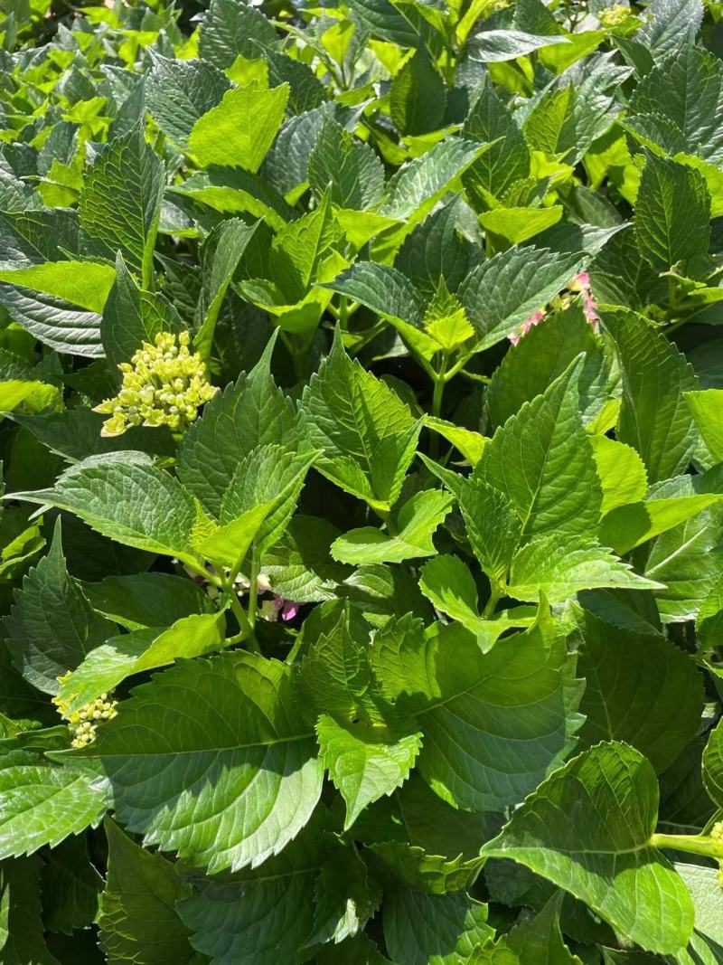 绣球八仙花苗圃直发多色，需要的欢迎询价