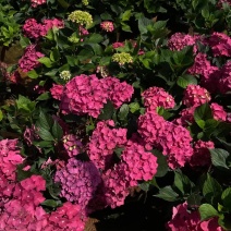绣球八仙花苗圃直发多色，需要的欢迎询价