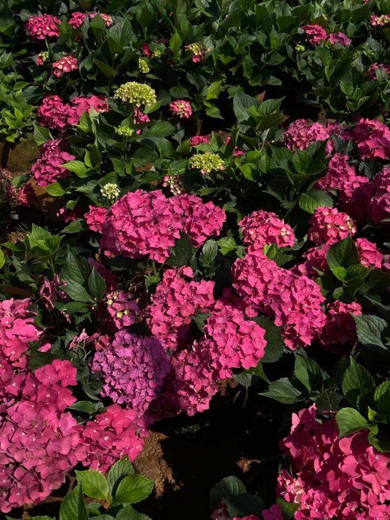 绣球八仙花苗圃直发多色，需要的欢迎询价