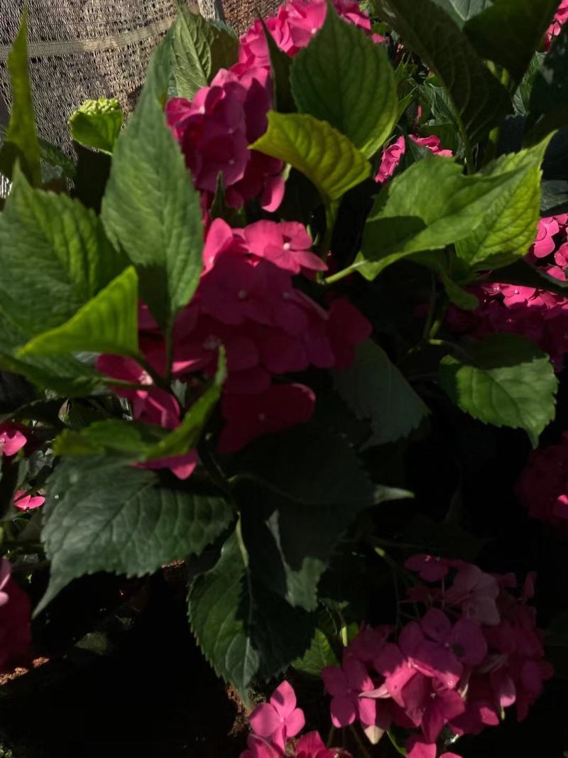 绣球八仙花苗圃直发多色，需要的欢迎询价