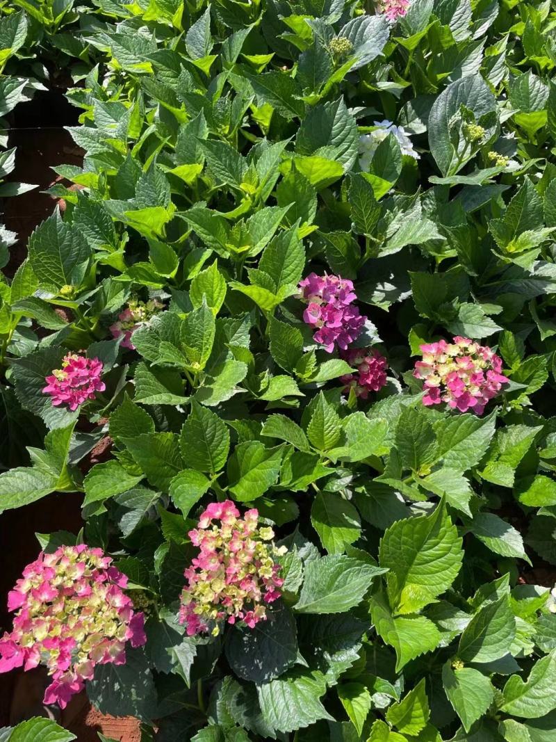 绣球八仙花苗圃直发多色，需要的欢迎询价