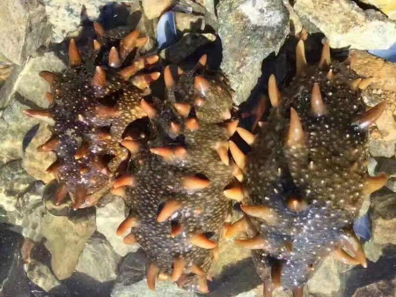 鲜食.海参辽宁大连长海县底播海参即食海参