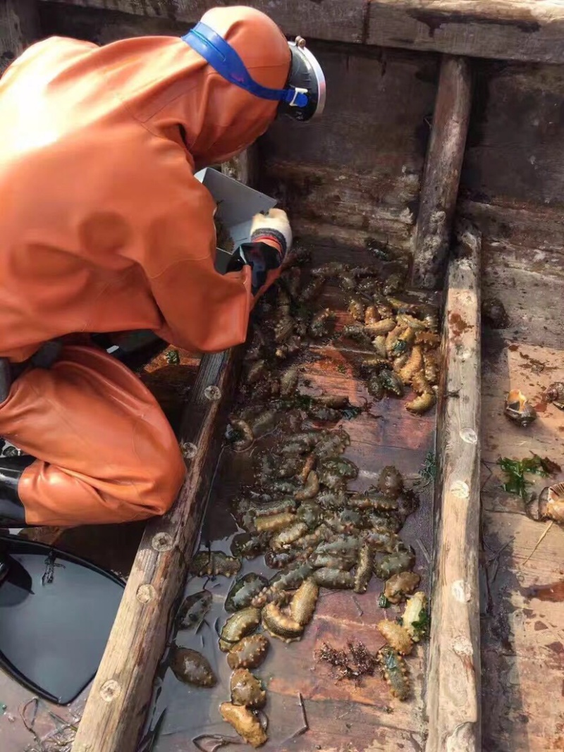 鲜食.海参辽宁大连长海县底播海参即食海参