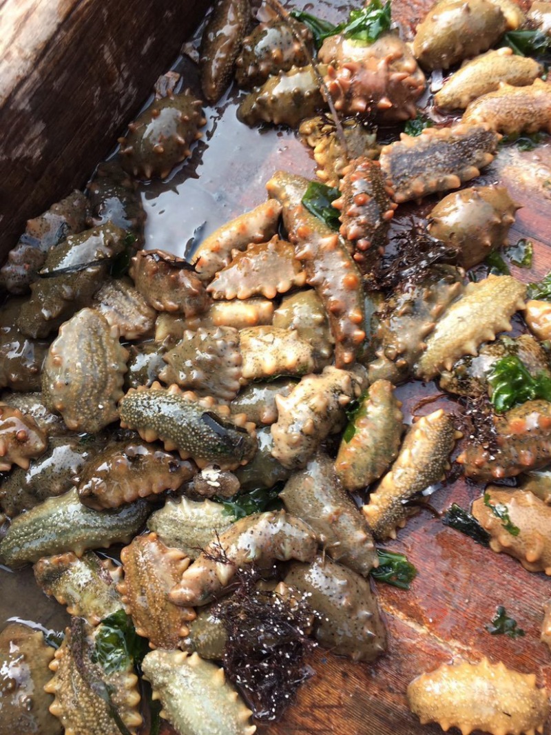 鲜食.海参辽宁大连长海县底播海参即食海参