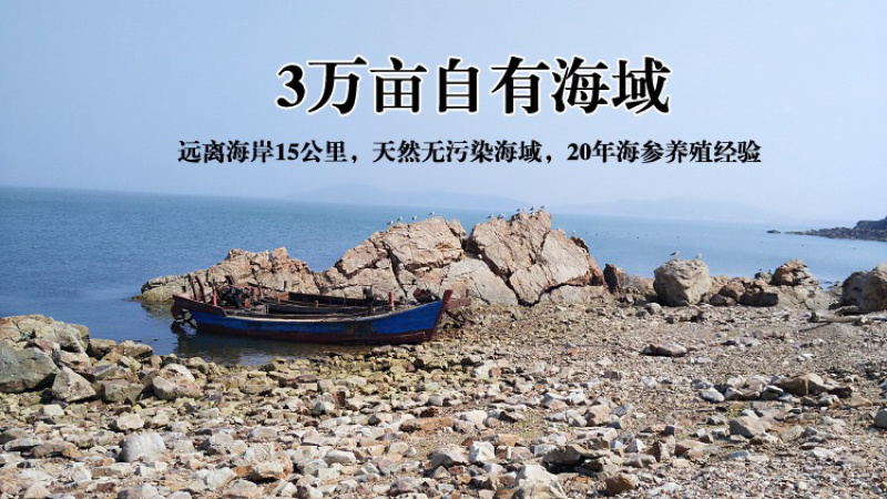 鲜食.海参辽宁大连长海县底播海参即食海参