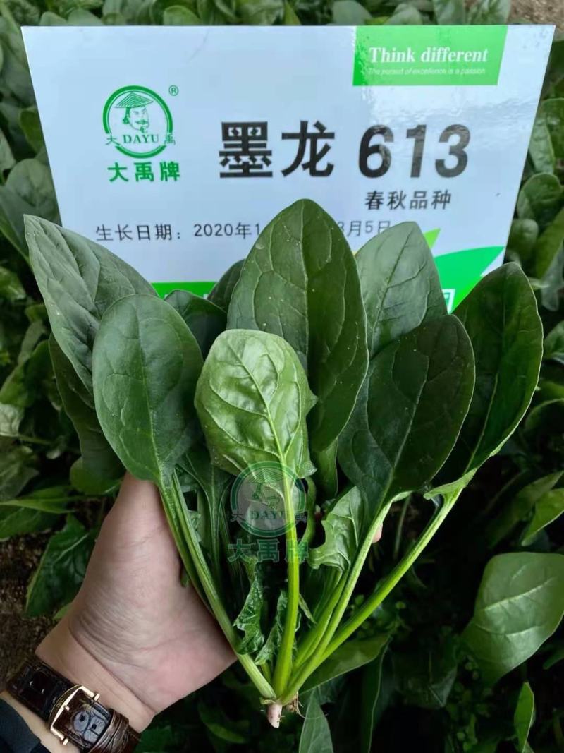 菠菜种子，墨龙611夏季耐寒直立性好，特高产